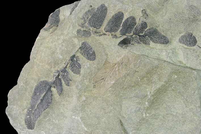 Pennsylvanian Fossil Fern (Neuropteris) Plate - Kentucky #142399